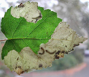 Mine of Scolioneura betuleti on Betula