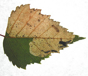 Mine of Scolioneura betuleti on Betula