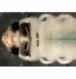 Scolioneura betuleti larva,  dorsal