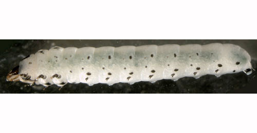 Scolioneura betuleti larva,  lateral