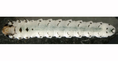 Scolioneura betuleti larva,  dorsal
