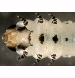 Scolioneura betuleti larva,  ventral
