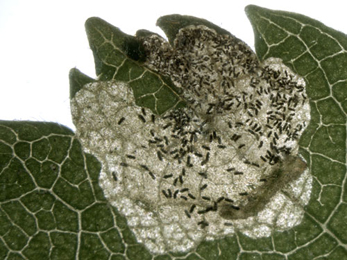 Mine of Scolioneura vicina on Betula pendula