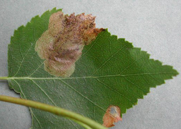 Mine of Scolioneura vicina on Betula