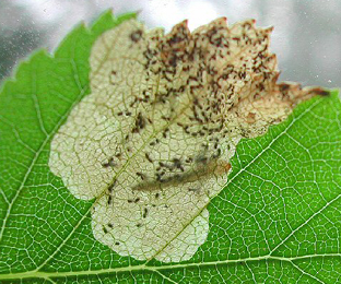 Mine of Scolioneura vicina on Betula