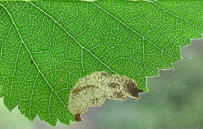 Mine of Scolioneura vicina on Betula