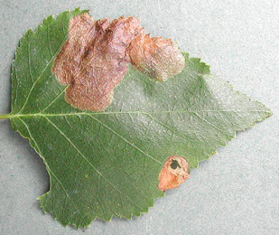 Mine of Scolioneura vicina on Betula