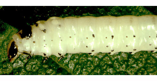 Scolioneura vicina larva,  lateral