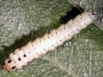 Scolioneura vicina larva,  lateral