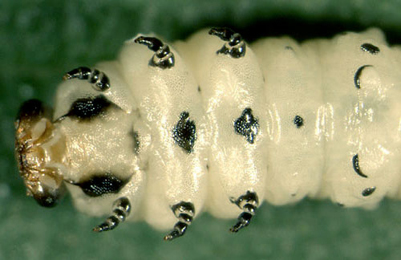 Scolioneura vicina larva,  ventral