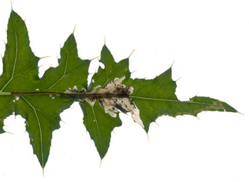 Mine of Scrobipalpa acuminatella on Cirsium vulgare