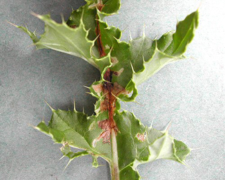 Mine of Scrobipalpa acuminatella