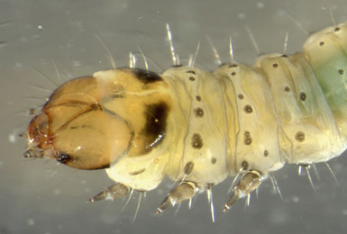 Scrobipalpa acuminatella larva,  dorso-lateral