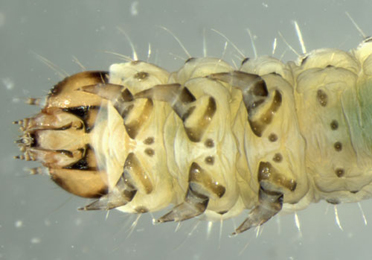 Scrobipalpa acuminatella larva,  ventral