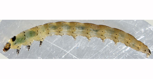 Scrobipalpa acuminatella young larva,  lateral