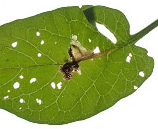 Mine of Scrobipalpa costella on Solanum dulcamara