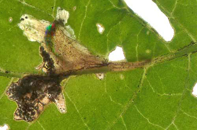 Mine of Scrobipalpa costella on Solanum dulcamara