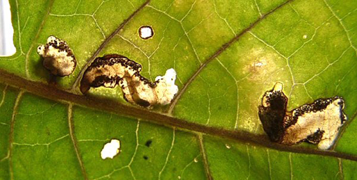 Mine of Scrobipalpa costella on Solanum dulcamara