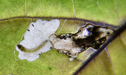 Mine of Scrobipalpa costella on Solanum dulcamara