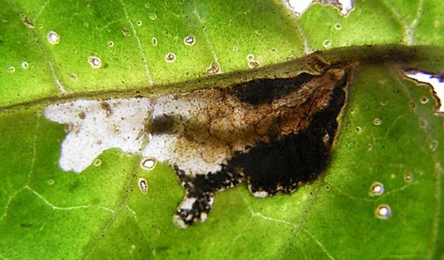 Mine of Scrobipalpa costella on Solanum dulcamara
