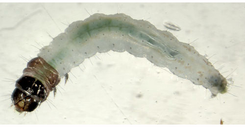 Scrobipalpa costella larva,  dorsal
