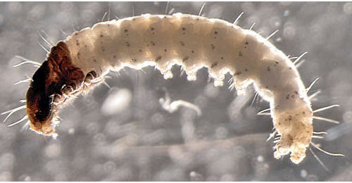 Scrobipalpa costella larva,  lateral