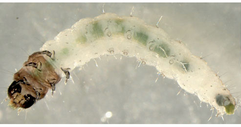 Scrobipalpa costella larva,  ventral