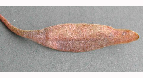 Mine of Scrobipalpa instabilella