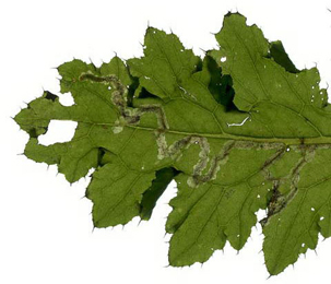 Mine of Sphaeroderma rubidum on Cirsium vulgare