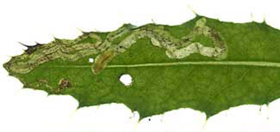 Mine of Sphaeroderma testaceum on Cirsium arvense