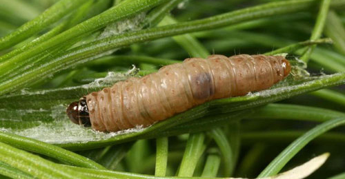 Spilonota laricana larva,  dorsal