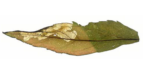 Mine of Stemonocera cornuta on Eupatorium cannabinum
