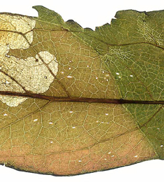 Mine of Stemonocera cornuta on Eupatorium cannabinum