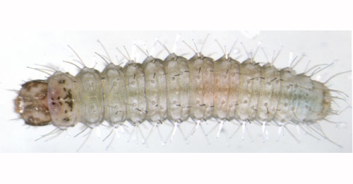 Stenoptilia zophodactylus larva,  dorsal