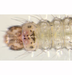 Stenoptilia zophodactylus larva,  dorsal