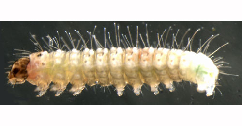 Stenoptilia zophodactylus larva,  lateral