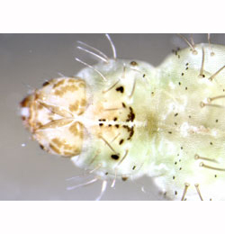 Stenoptilia zophodactylus larva,  ventral