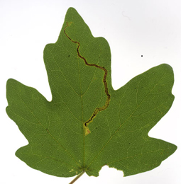 Mine of Stigmella aceris on Acer campestre