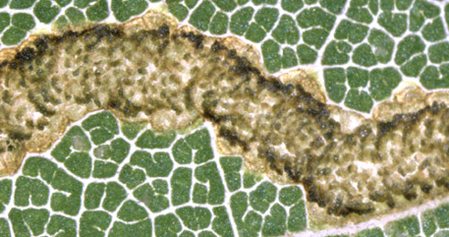 Mine of Stigmella aceris on Acer campestre