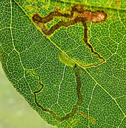 Mine of Stigmella aceris on Acer