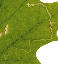 Mine of Stigmella aceris on Acer