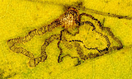 Mine of Stigmella aceris on Acer