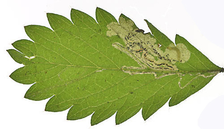 Mine of Stigmella aeneofasciella on Agrimonia eupatoria