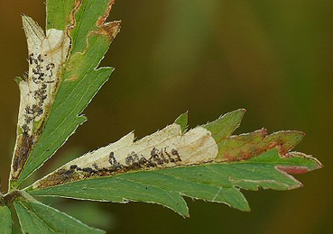 Mine of Stigmella aeneofasciella