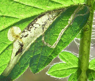 Mine of Stigmella aeneofasciella