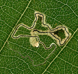 Mine of Stigmella alnetella on Alnus glutinosa