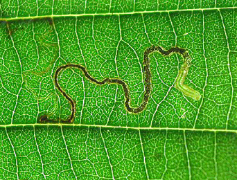 Mine of Stigmella alnetella on Alnus glutinosa