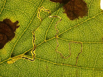 Mine of Stigmella alnetella on Alnus glutinosa