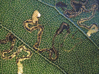 Mine of Stigmella alnetella on Alnus glutinosa