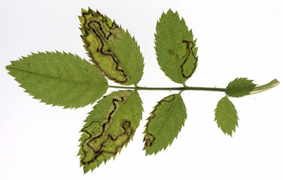 Mine of Stigmella anomalella on Rosa sp